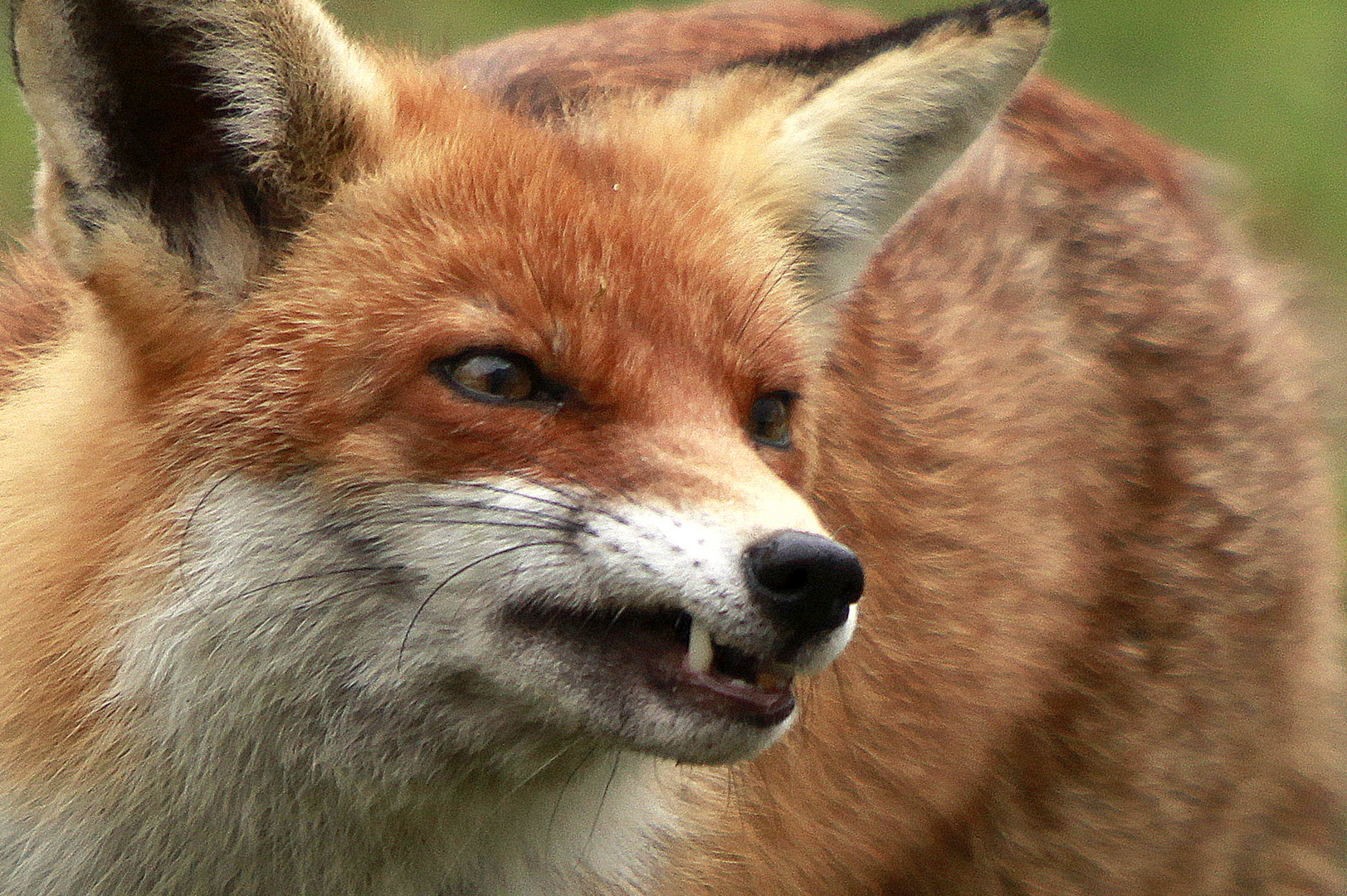 Fuchs (Fehe) zeigt sich mal wieder