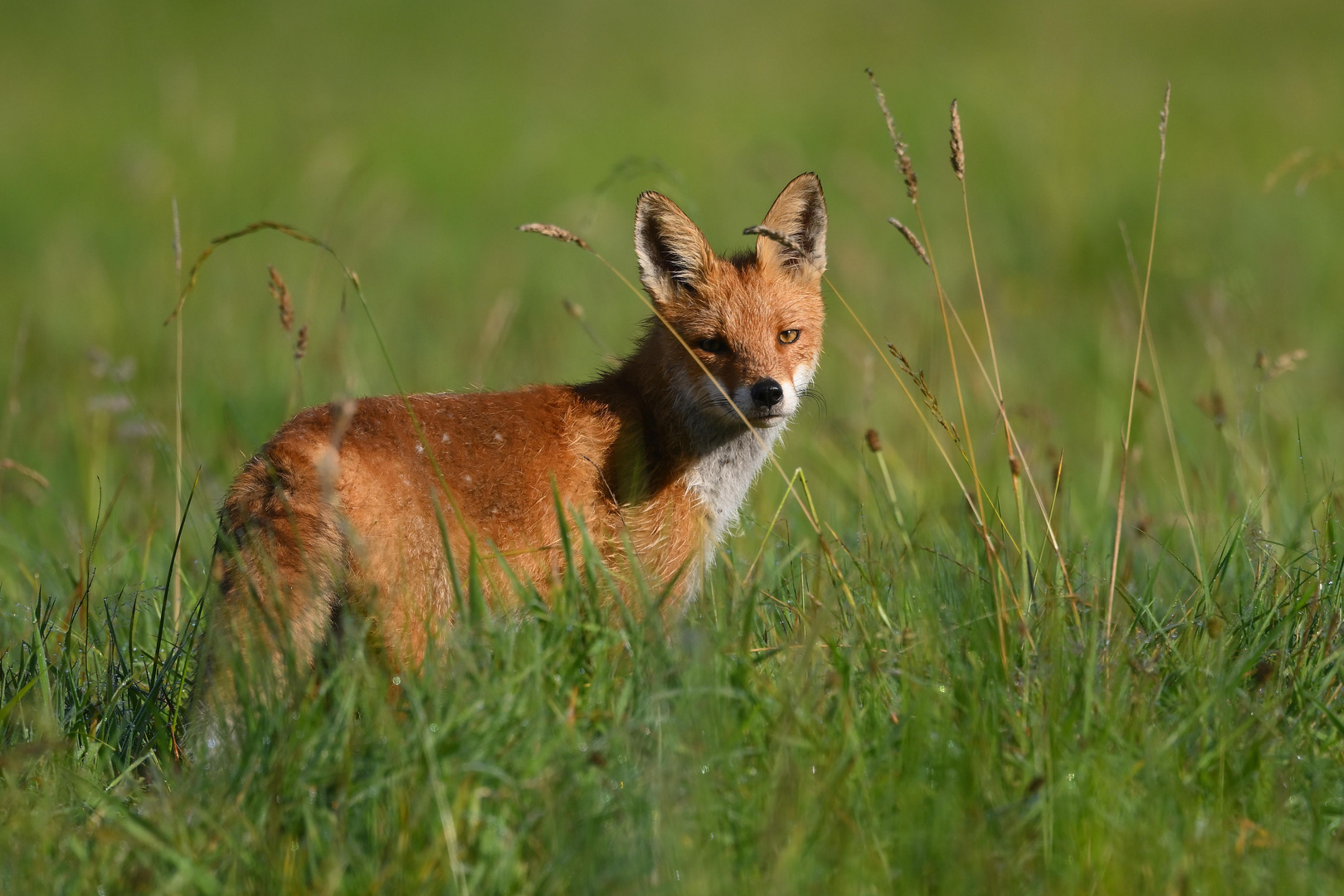 Fuchs - Fox