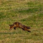  Fuchs / Fox