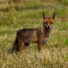 Fuchs / Fox