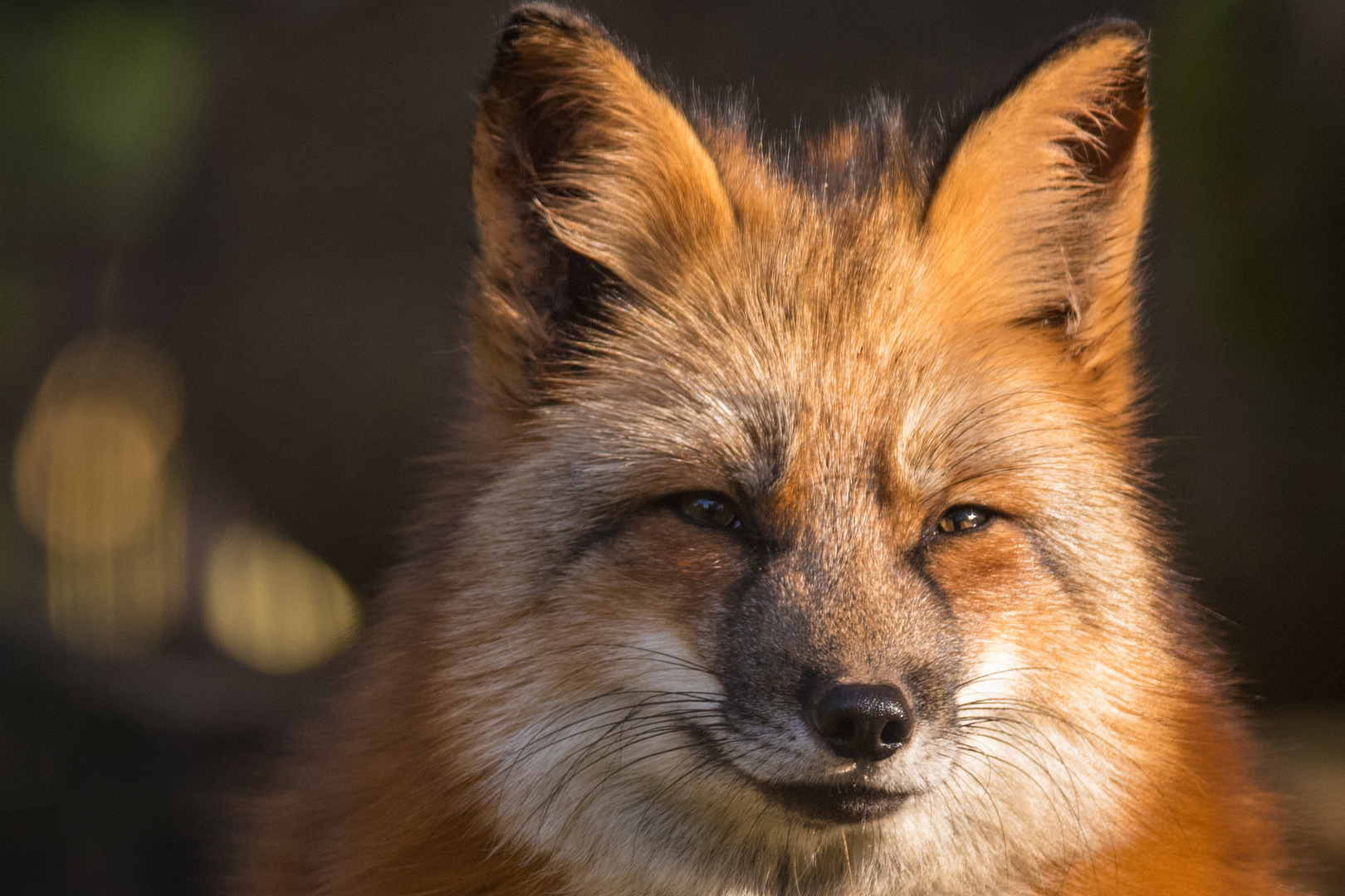 Fuchs Frontal Foto Bild Outdoor Natur Fuchs Bilder Auf Fotocommunity