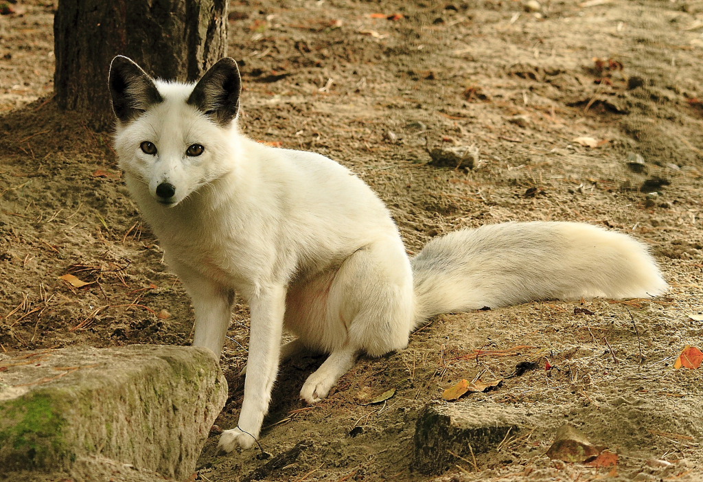 Fuchs "ganz in weiß"