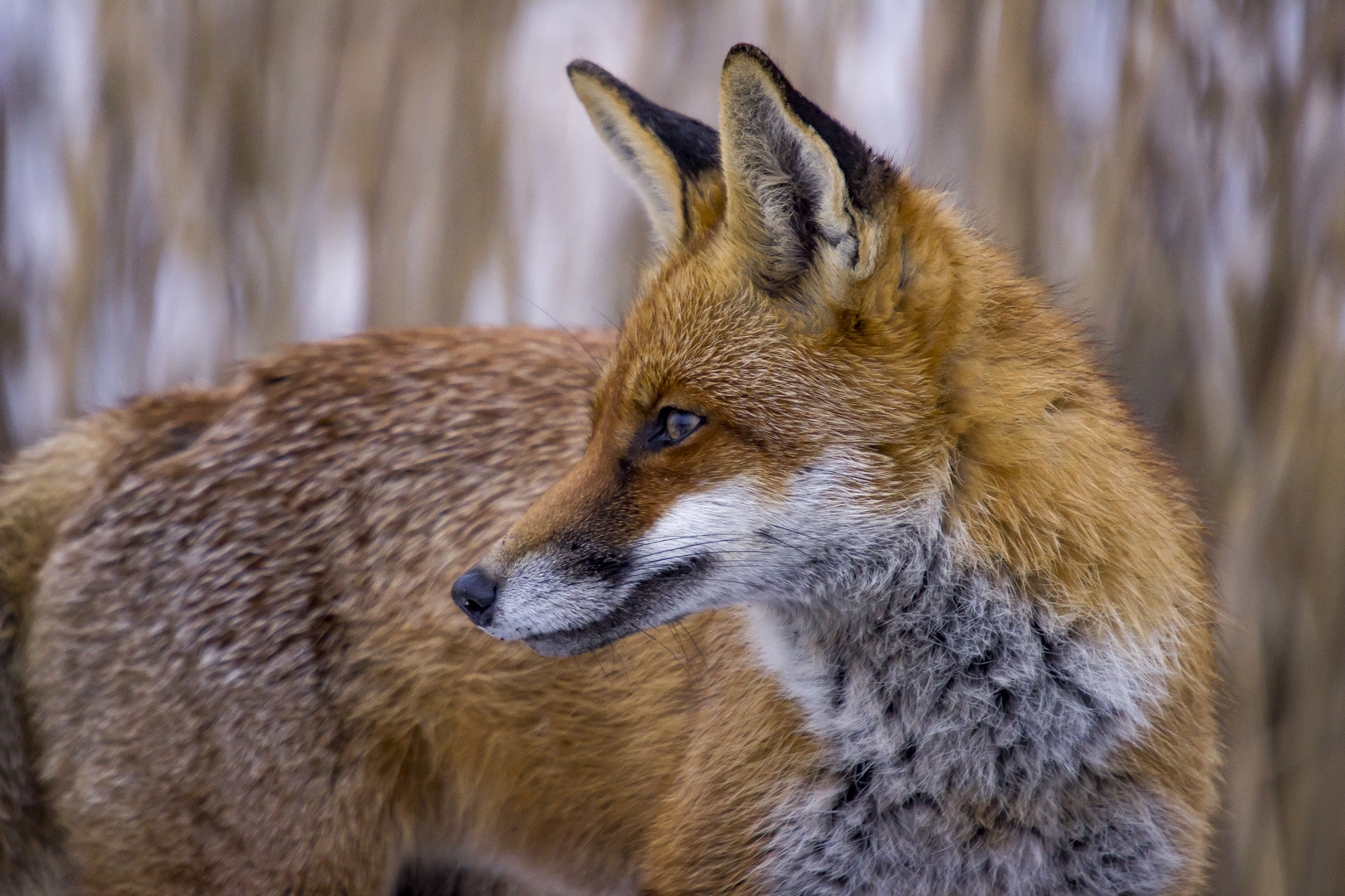 Fuchs ganz nah I