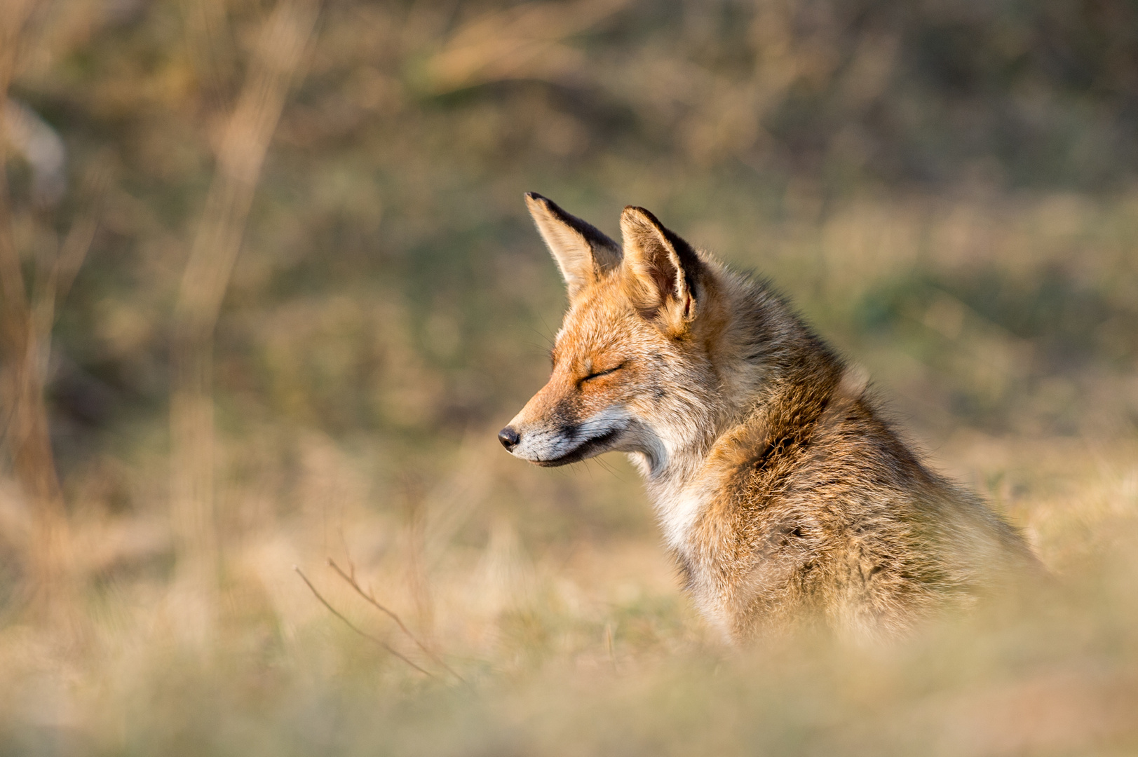 Fuchs genießt die letzten Strahlen der Abendsonne