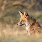 Fuchs genießt die letzten Strahlen der Abendsonne