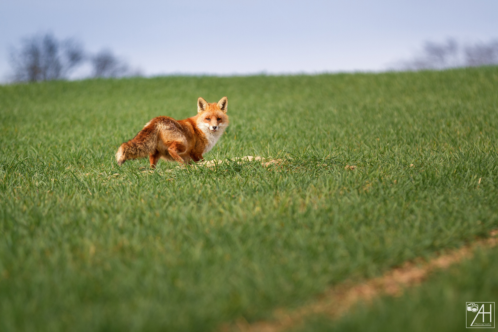 Fuchs genießt die Morgensonne