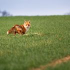 Fuchs genießt die Morgensonne