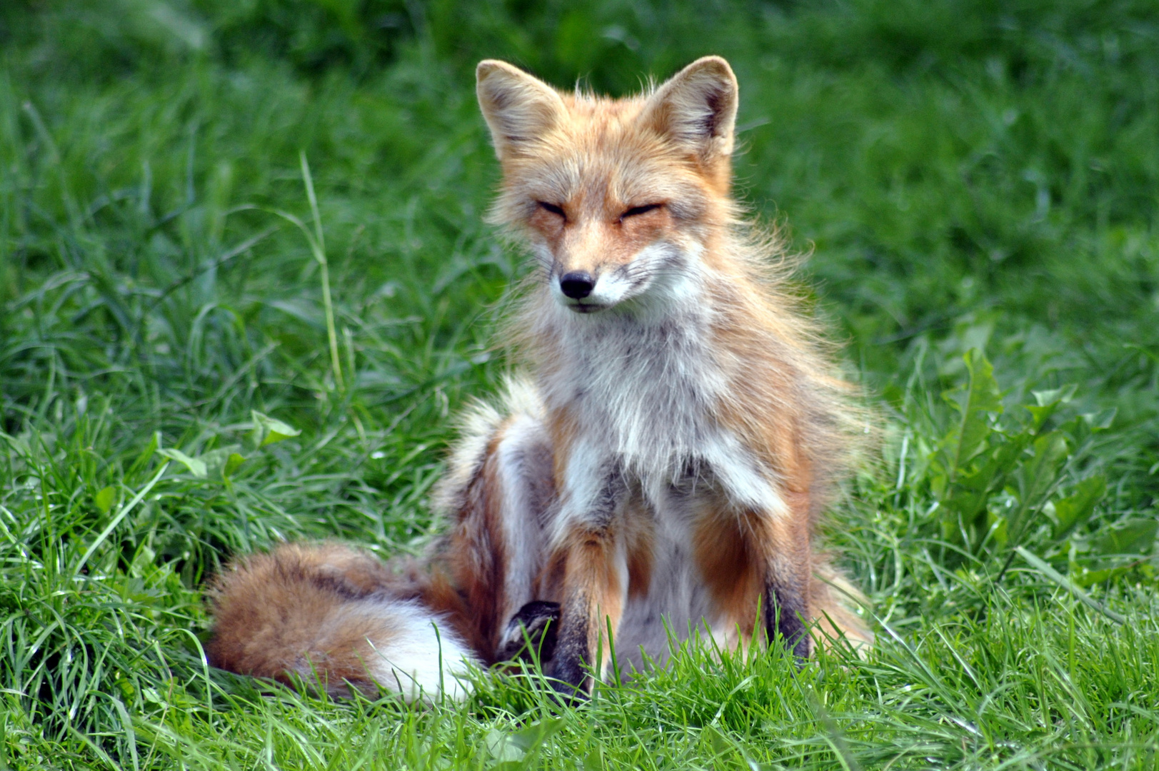 Fuchs genießt die Sonne