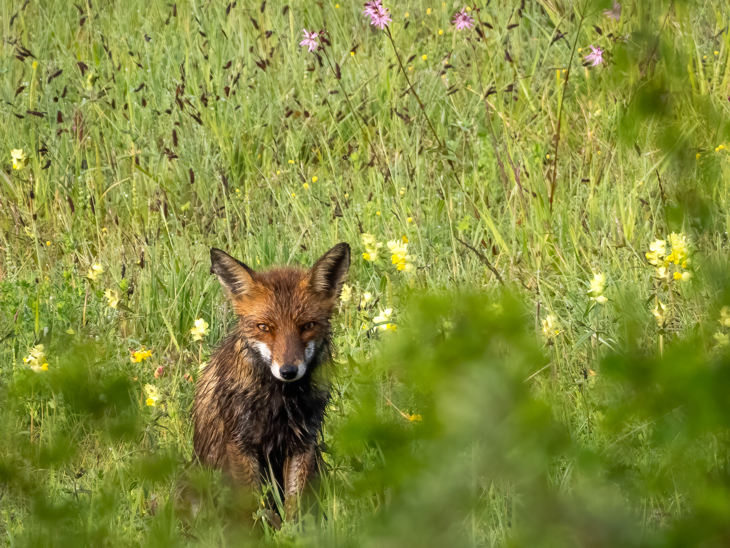 Fuchs guckt skeptisch