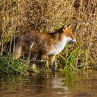 Fuchs hält Ausschau....