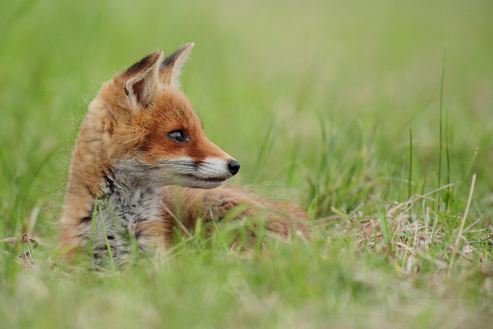 Fuchs, Hase und Bär