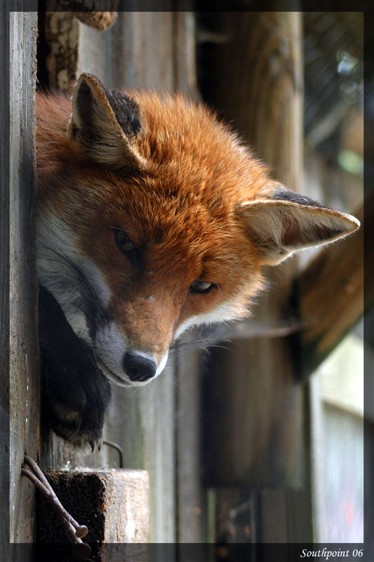 Fuchs hast du die Gans gestohlen?