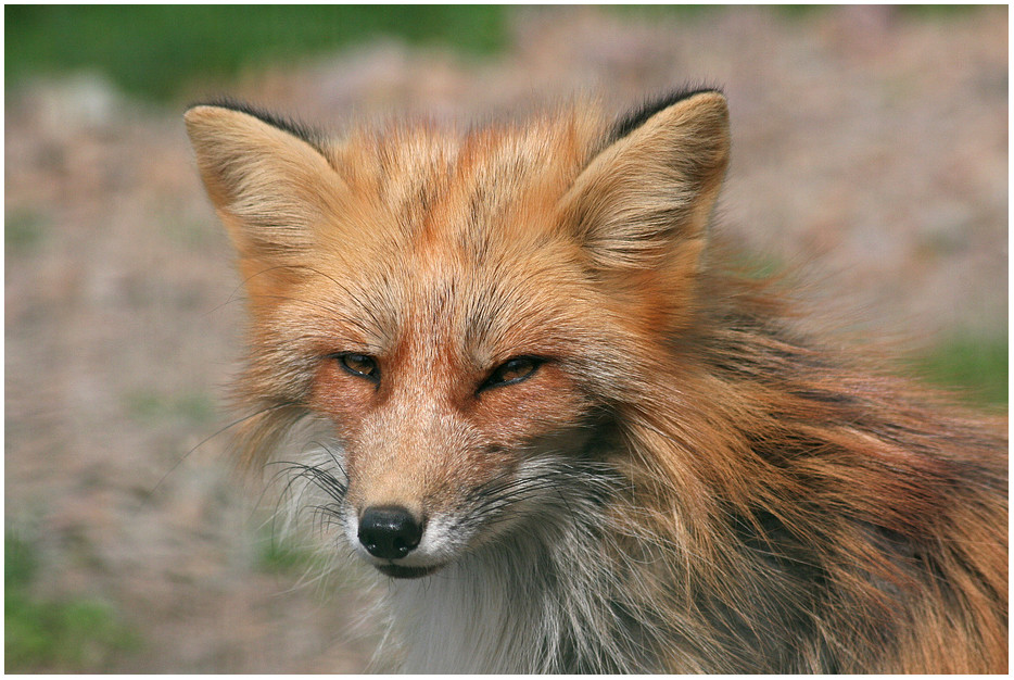 Fuchs, hast du die Gans gestohlen??