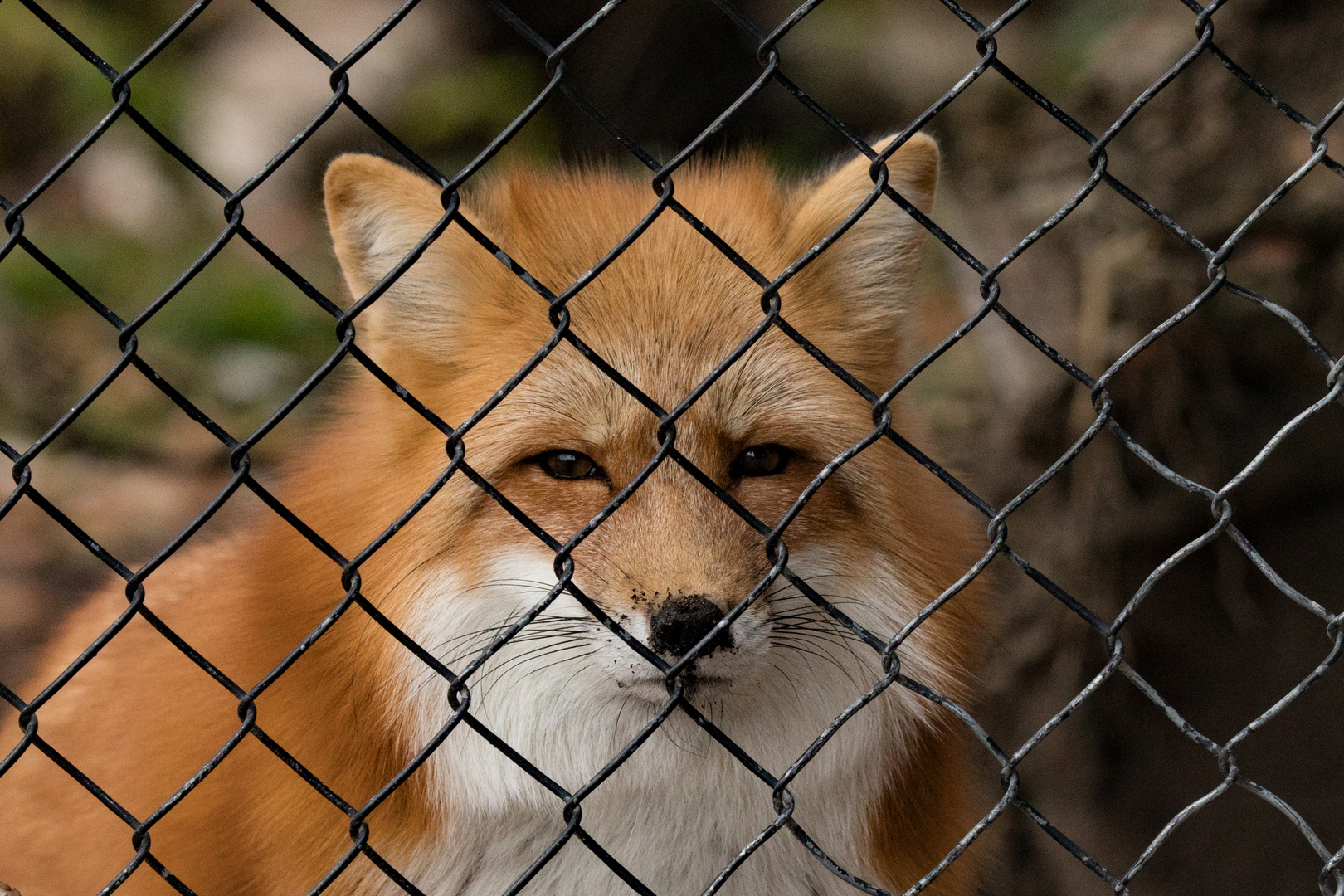 Fuchs hinter Gitter, sozusagen im Fuchsbau