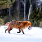 Fuchs holt sich seine Mahlzeit