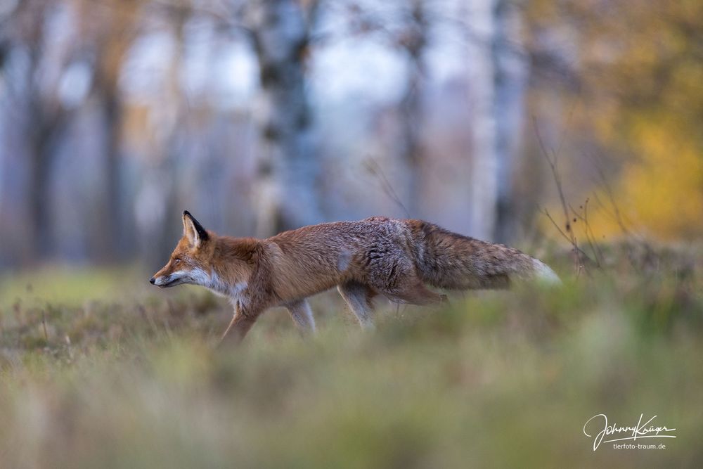 Fuchs huscht vorbei