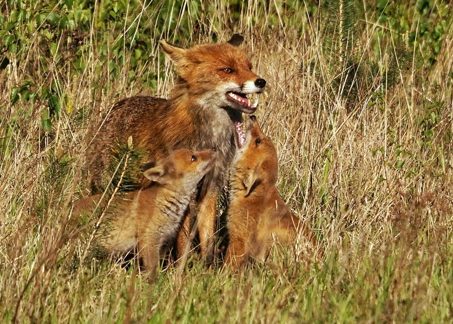 Fuchs I