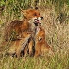 Fuchs I