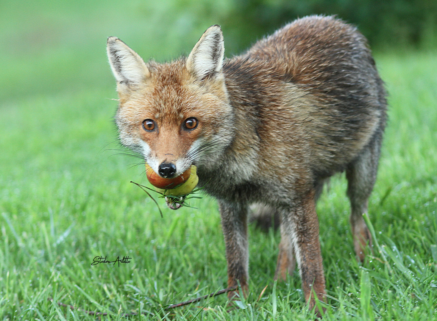 Fuchs ich gehe dann mal