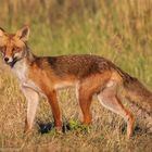 Fuchs im Abendlicht