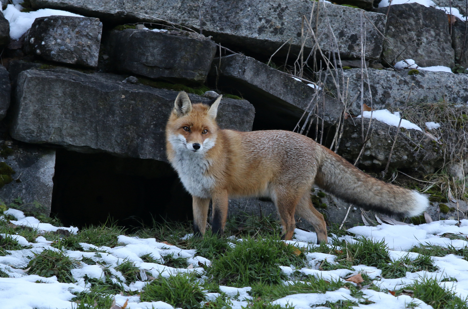 Fuchs im Abendlicht