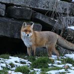 Fuchs im Abendlicht