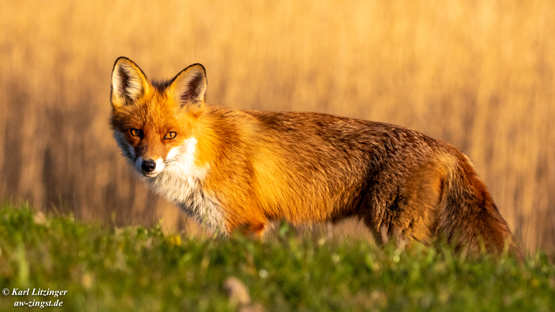 Fuchs im Abendlicht.