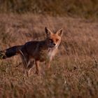 Fuchs im Abendlicht