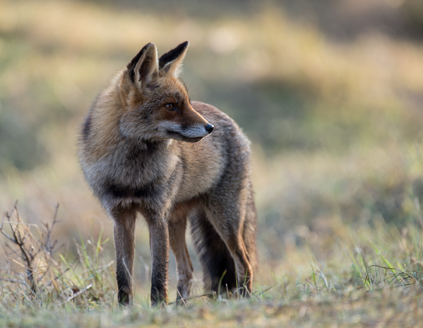 Fuchs im Abendlicht