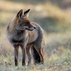 Fuchs im Abendlicht