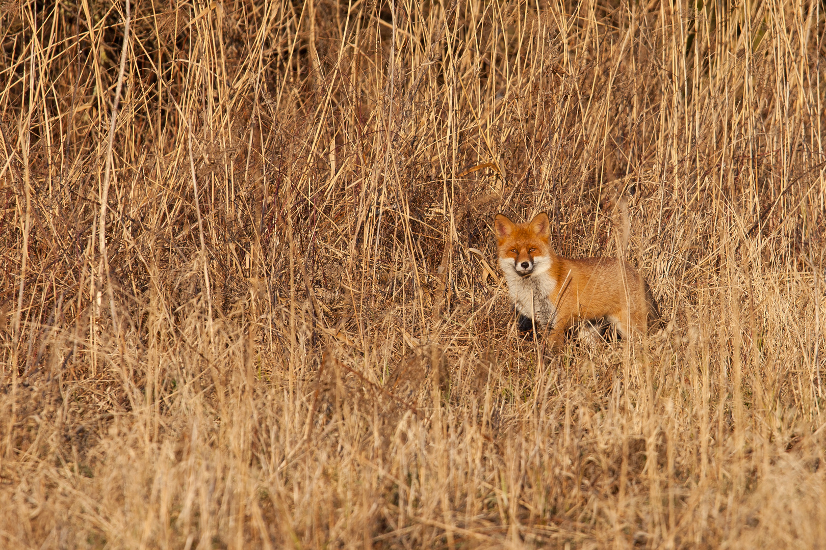 Fuchs im Abendlicht