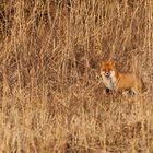 Fuchs im Abendlicht