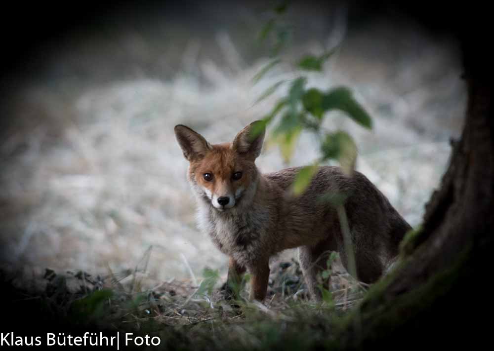 Fuchs im Angerbogen 