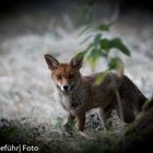 Fuchs im Angerbogen 