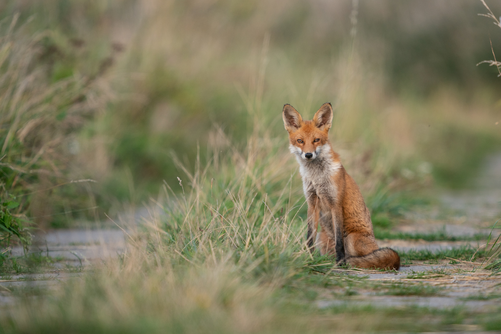 Fuchs im Anklamer Stadtbruch_1