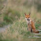 Fuchs im Anklamer Stadtbruch_1