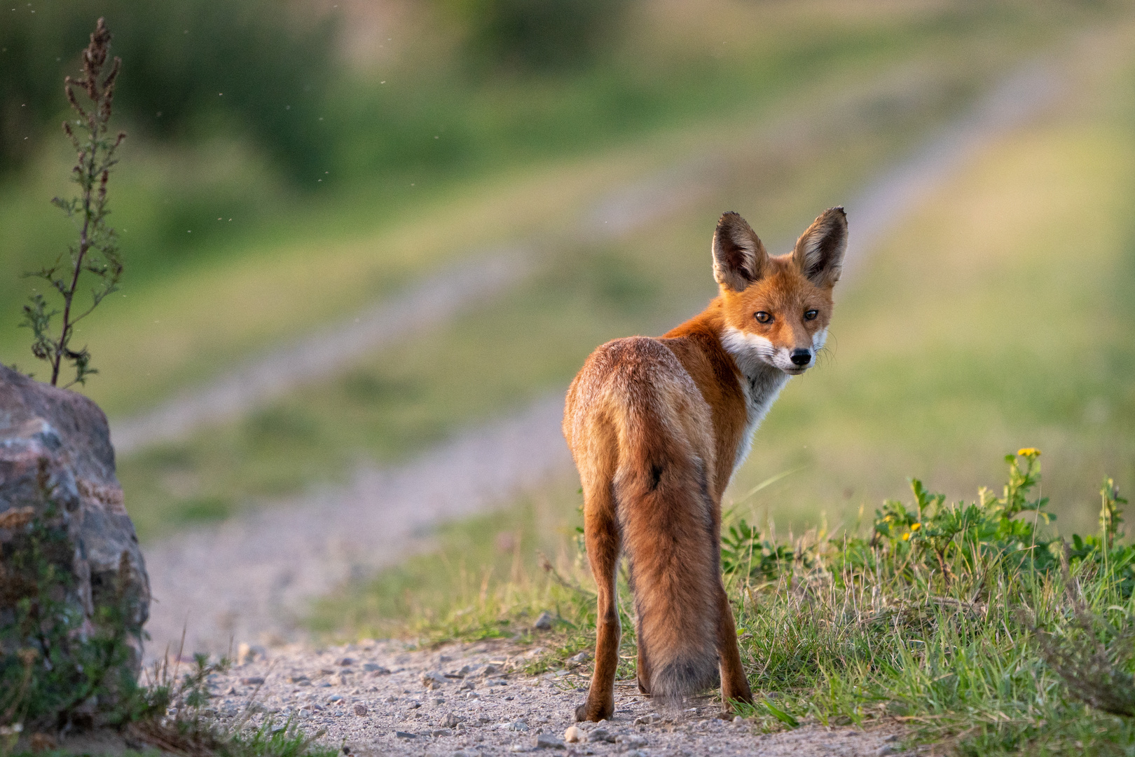 Fuchs im Anklamer Stadtbruch_1