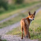 Fuchs im Anklamer Stadtbruch_1