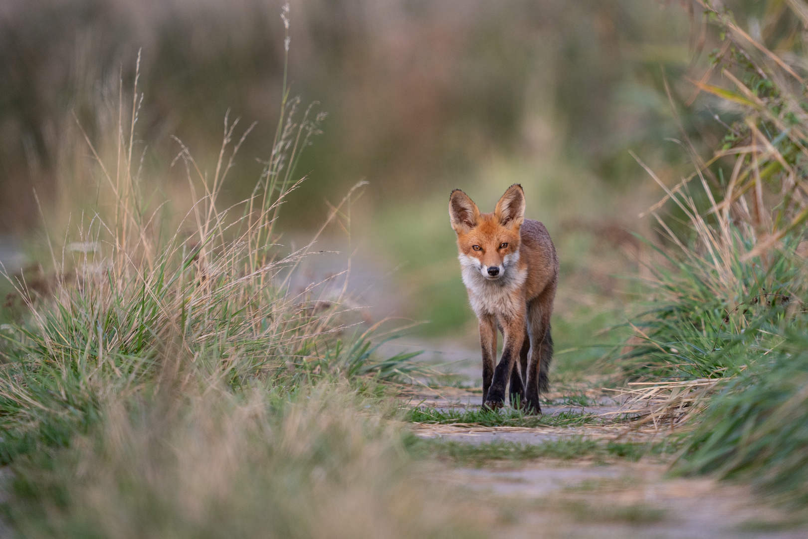 Fuchs im Anklamer Stadtbruch_1