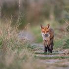 Fuchs im Anklamer Stadtbruch_1