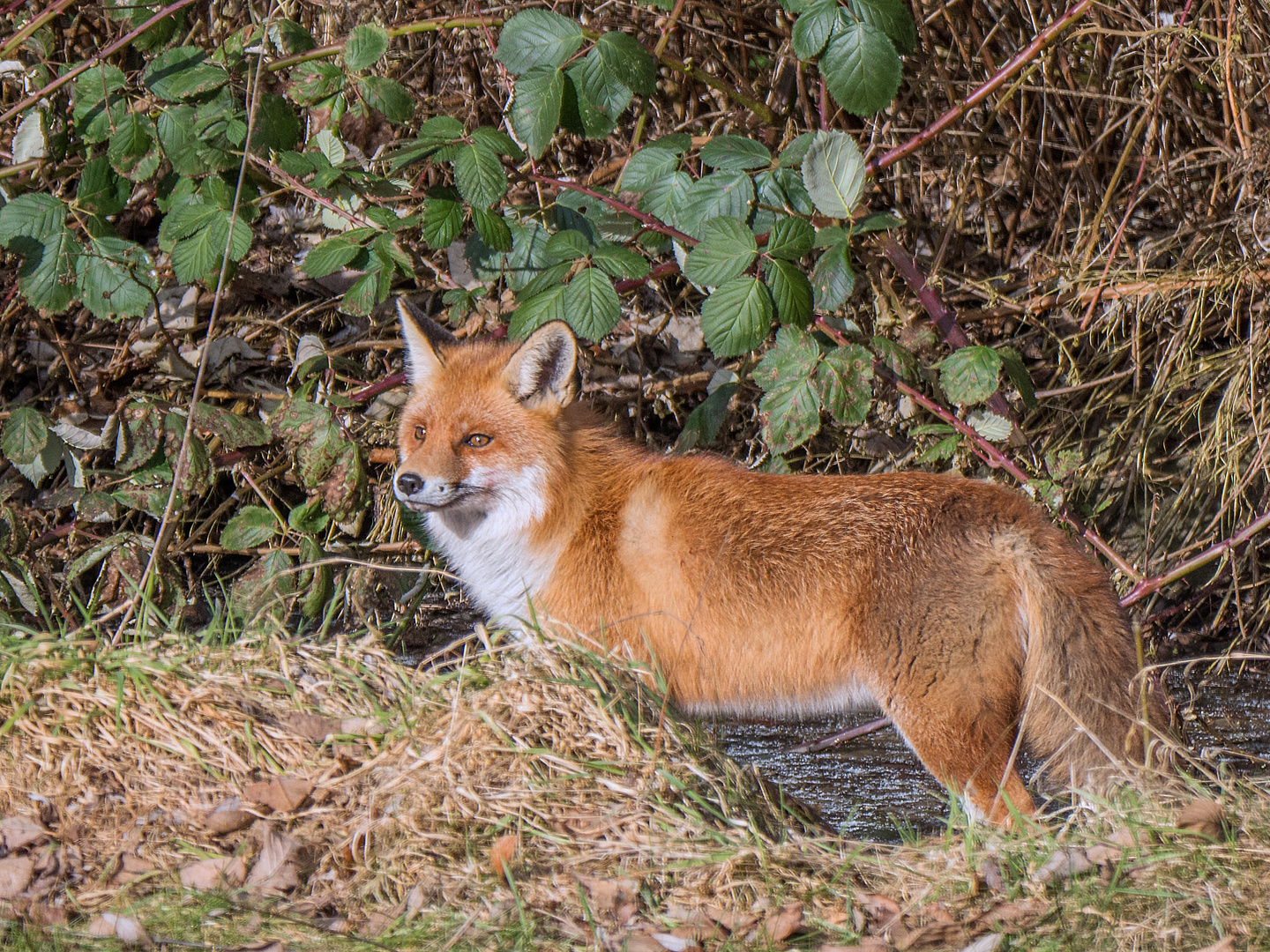 Fuchs im Bach 