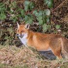 Fuchs im Bach 