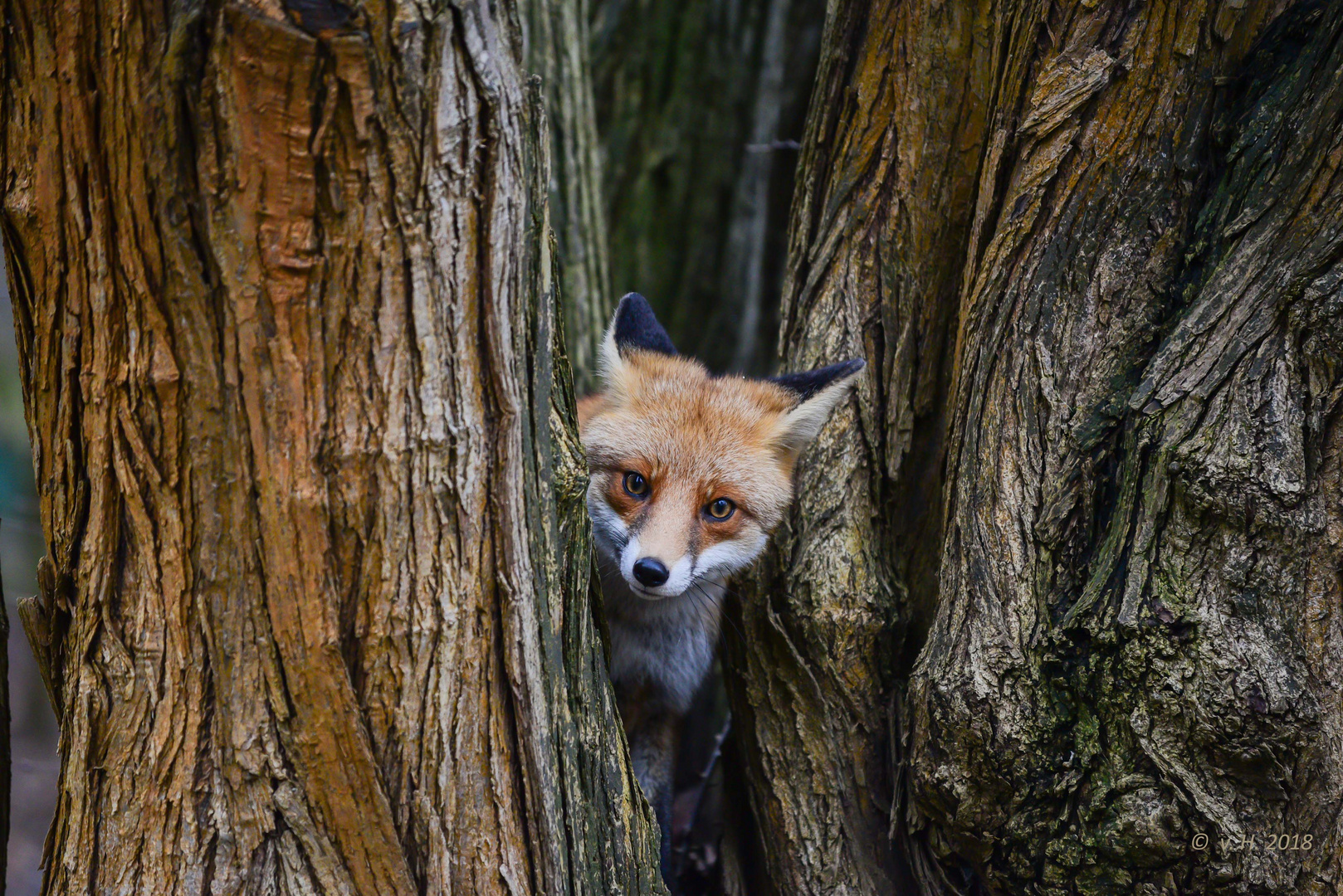 Fuchs im Baum