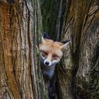 Fuchs im Baum