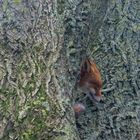 Fuchs im Baum