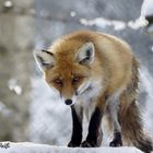 Fuchs im Bayerwald-Tierpark