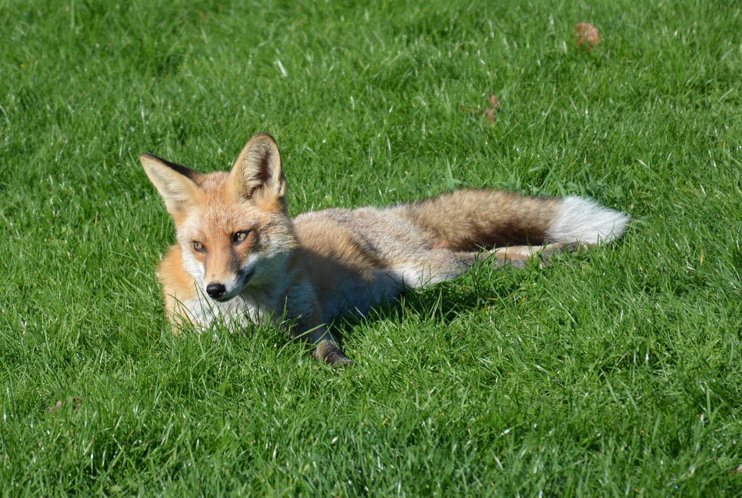 Fuchs im Botanischen Garten