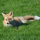 Fuchs im Botanischen Garten