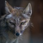 Fuchs im Dickicht