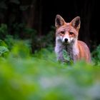 Fuchs im ersten Morgenlicht